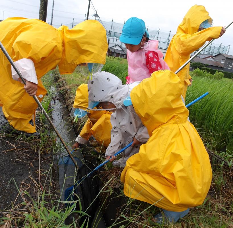 雨の日の虫捕り