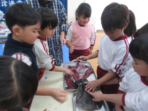 解体されたミナミマグロを触っている園児