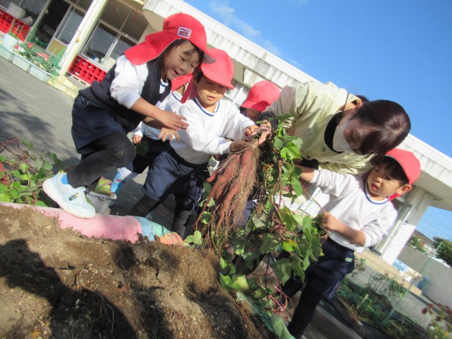 みんなでさつまいも堀りをしました。