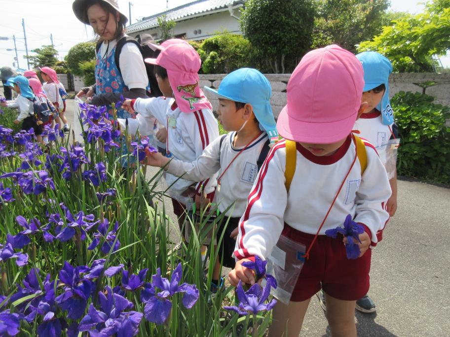 園外散歩に出掛け、菖蒲の花を摘みました。