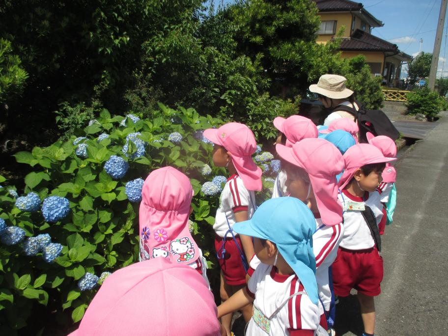園外へ紫陽花を見に散歩へ行きました