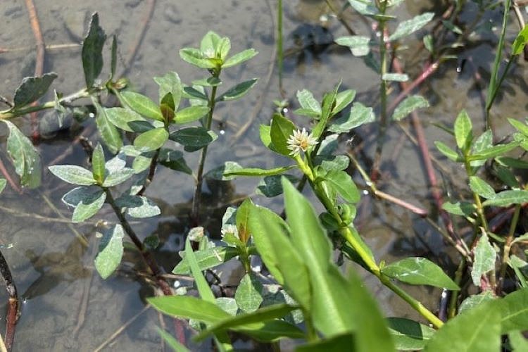 ナガエツルノゲイトウ