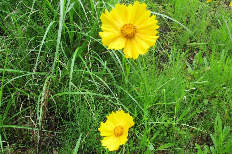 オオキンケイギク