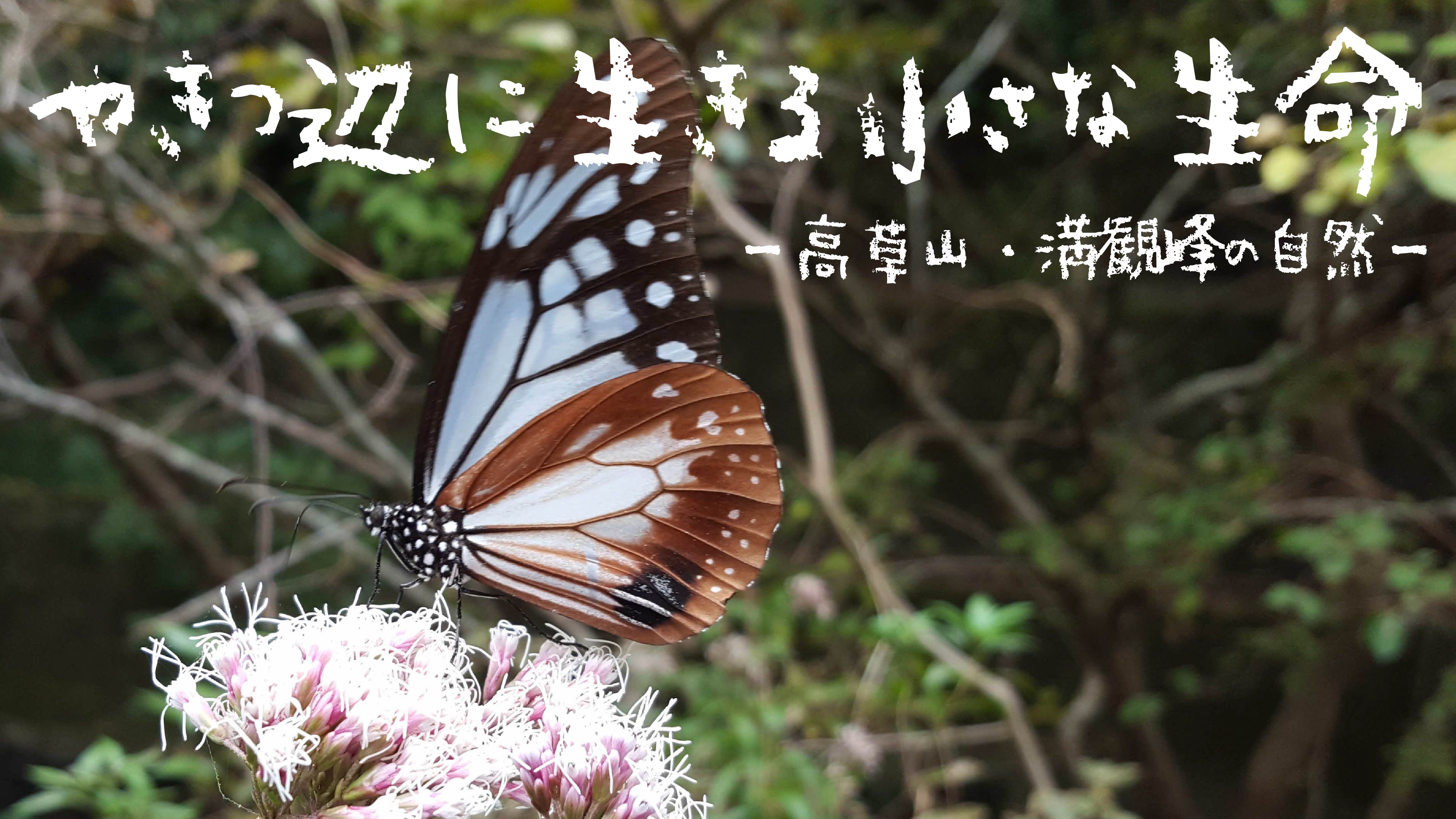 川合兄弟×焼津市歴史民俗資料館 【昆虫写真展】「やきつ辺に生きる小さな生命～高草山・満観峰の自然～」