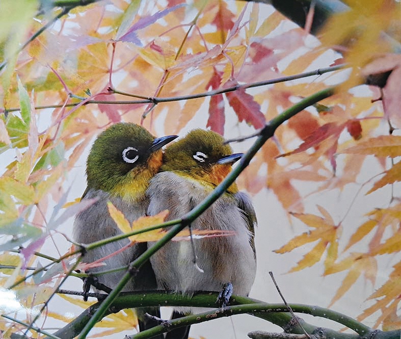 第72回市民文化祭写真部門文化連盟会長賞