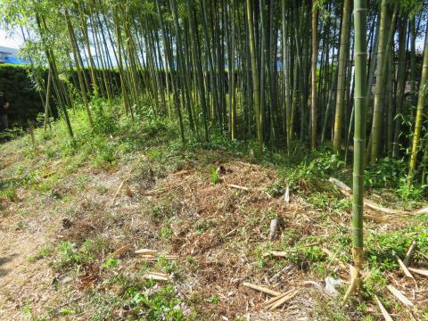 舟形屋敷ボタ・竹藪