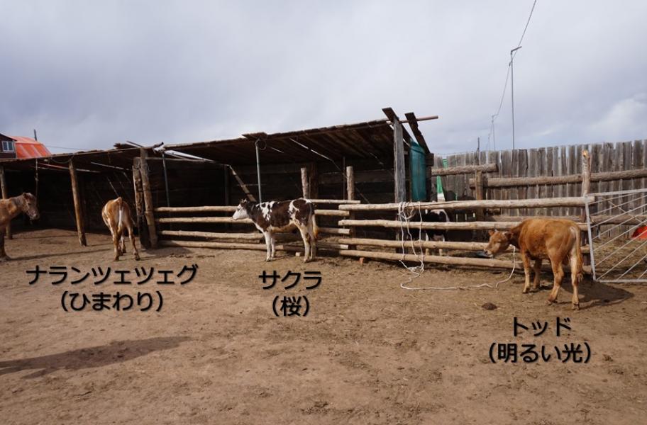 牛の寄贈