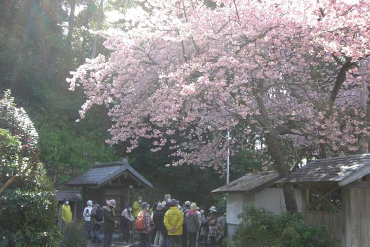 山の手さくら