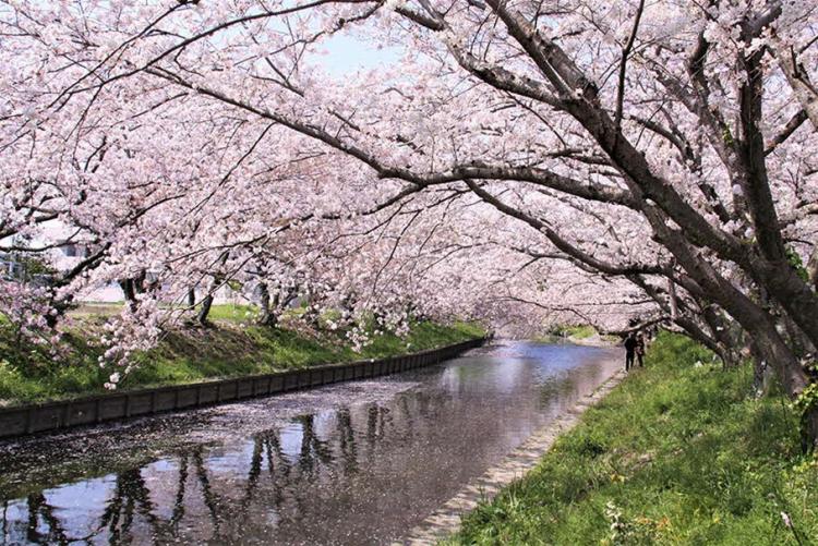 さくら＿黒石川