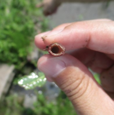 茎