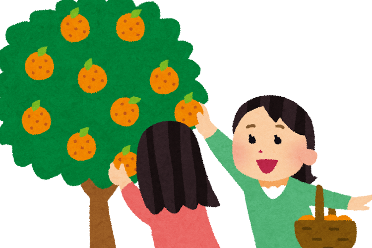 みかん狩り画像