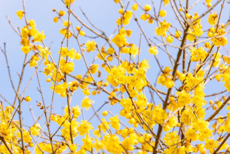 蝋梅の香りを聴く会