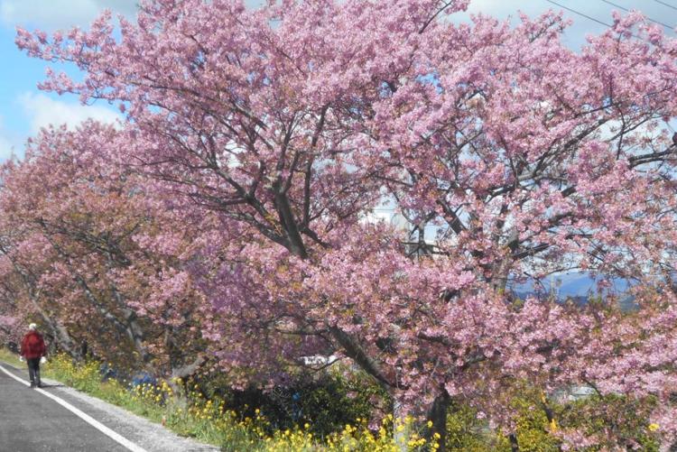 R7.山の手さくら