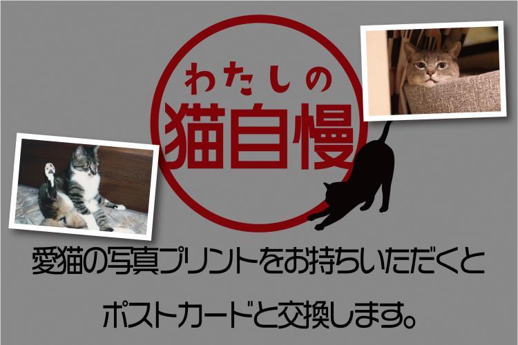 わたしの猫自慢