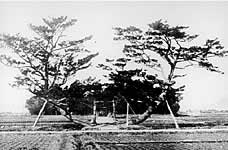 熊野神社の写真