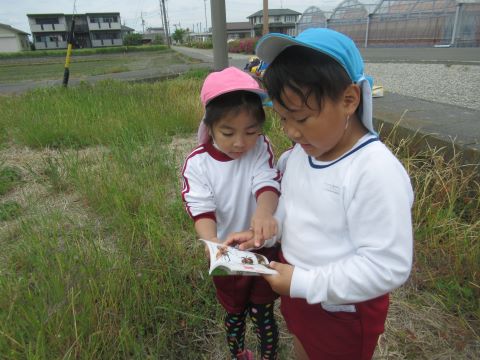 見つけた虫を図鑑で探し合う園児