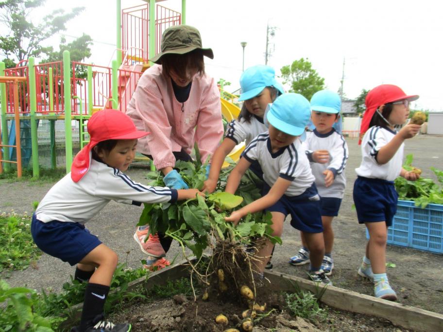 大富幼稚園、じゃがいも掘りをしている子どもたち