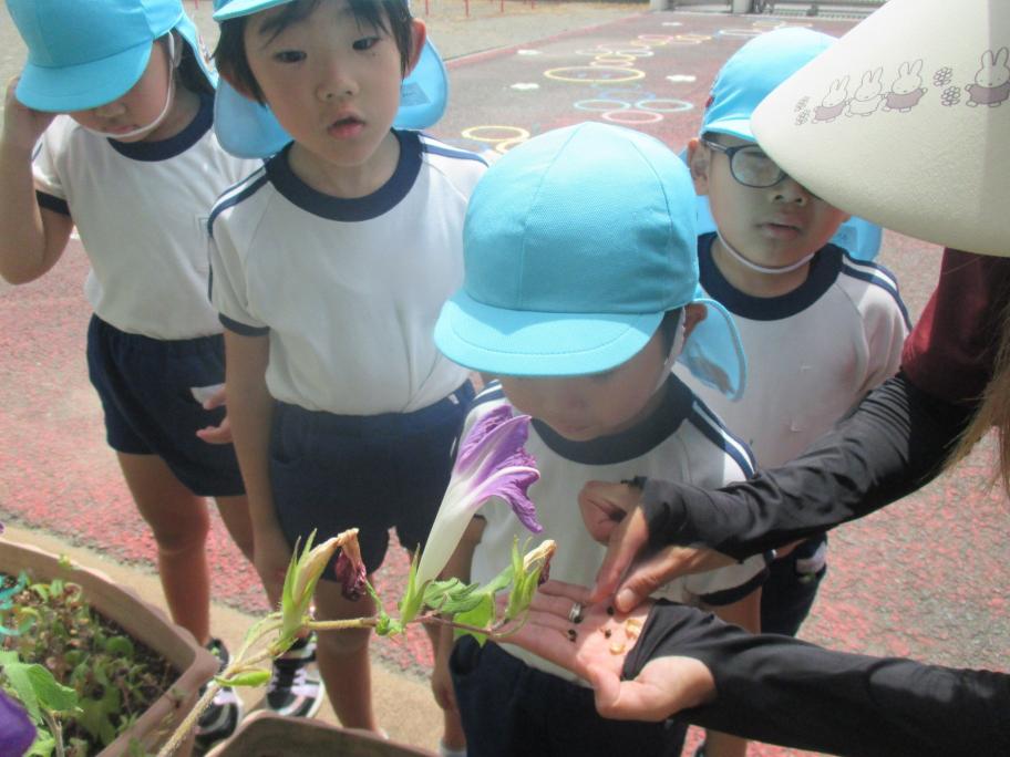 大富幼稚園、朝顔の種取りをしている子どもたち