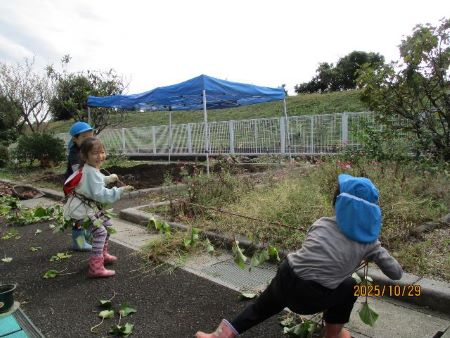 さつまいもつなひき