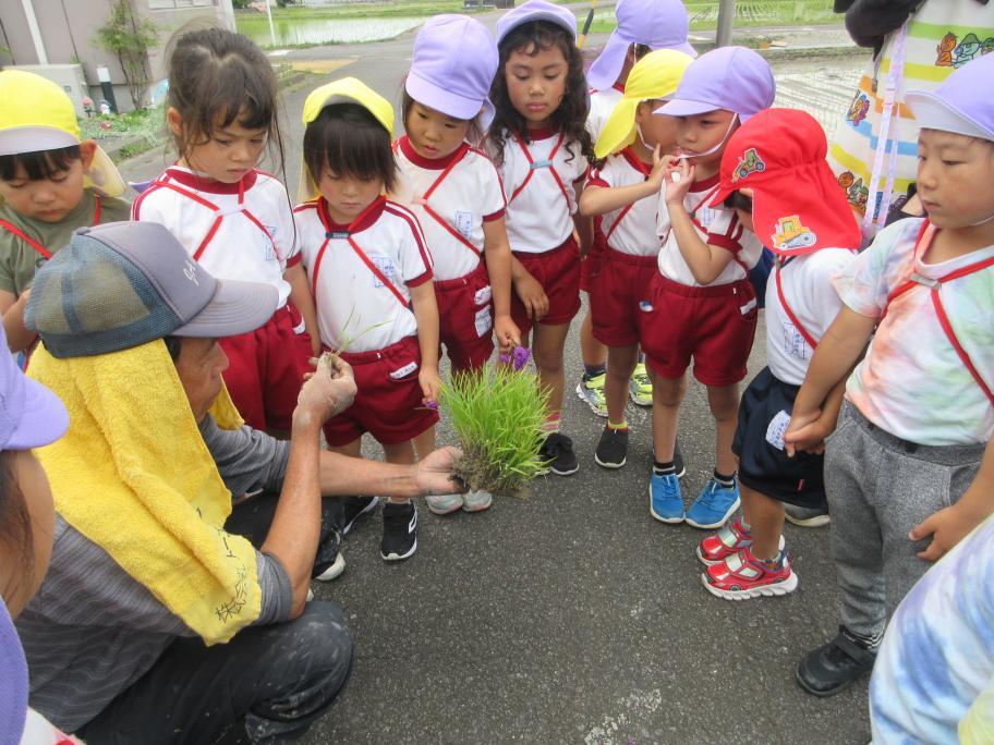 お米の苗をもらったよ