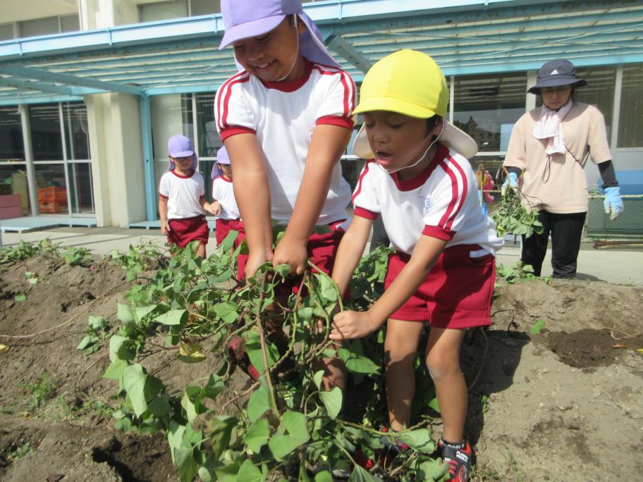 お芋ほりをしたよ