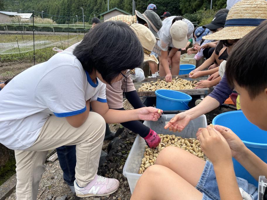 2024山の体験落花生収穫体験