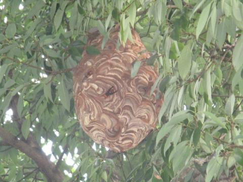 スズメバチの巣（ボール型）
