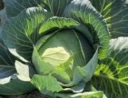 cabbage