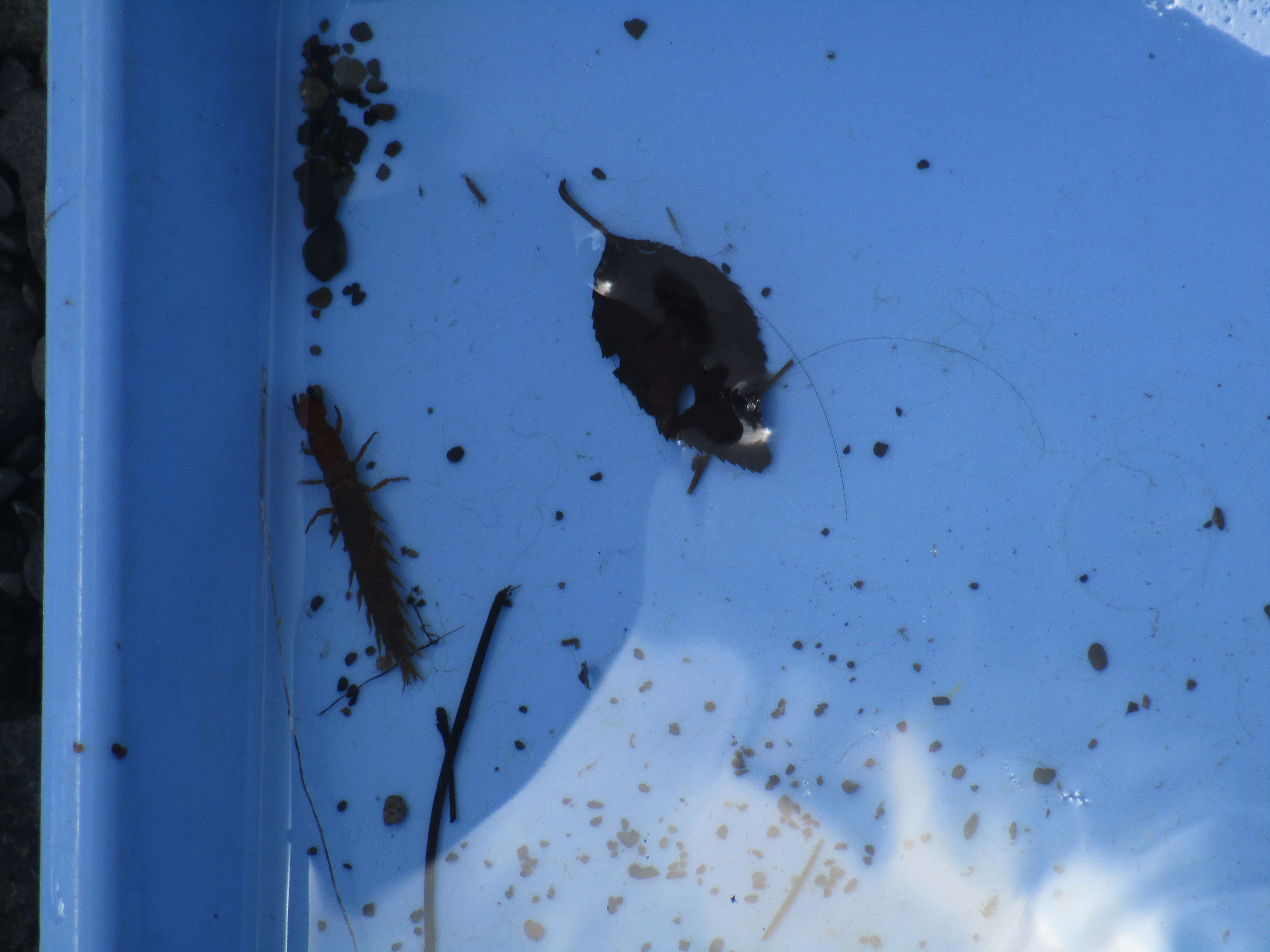 朝比奈川上流の生物